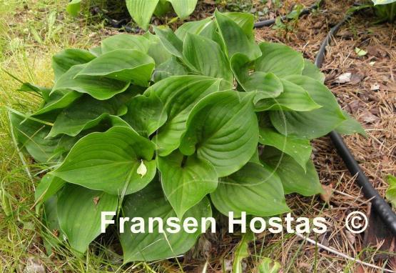 Hosta Swizzle Sticks